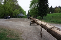 Maibaum 2019: Baum holen im Wald
